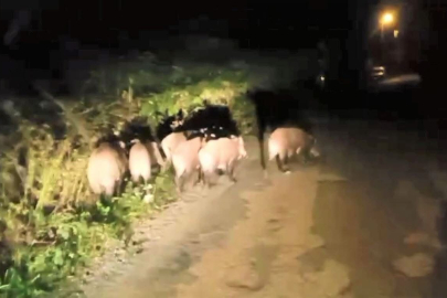AÇ KALAN DOMUZ SÜRÜSÜ MAHALLEYE İNDİ!