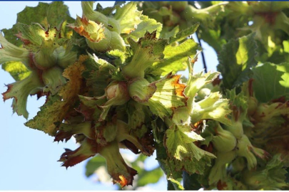 FINDIK 300 TL’YE DAYANDI!