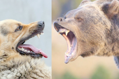 GÖLKÖY’DE AYI DEHŞETİ!