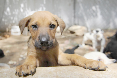 SAHİPSİZ SOKAK HAYVANLARIYLA İLGİLİ İSTİŞARE TOPLANTISI YAPILDI