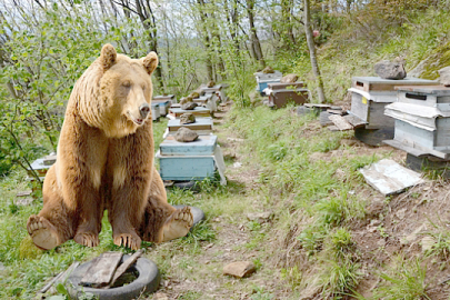ÇAMAŞ’TA AYI PANİĞİ!