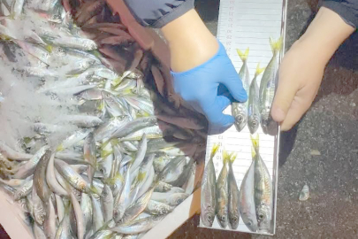 150 KİLO İSTAVRİTE EL KONULDU!