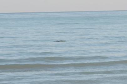 ORDU’DA YUNUS ŞÖLENİ: BALIK AVI KAMERALARA YANSIDI