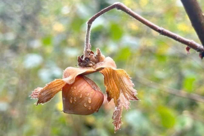 FINDIĞA FERRERO DARBESİ!