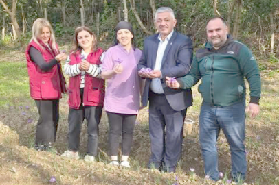 ORDU’DA SAFRAN HASADI BAŞLADI