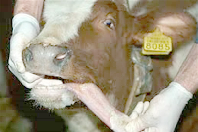 ŞAP HASTALIĞINA KARŞI MÜCADELE SÜRÜYOR