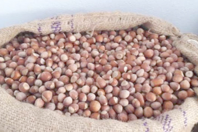 FINDIK İHRACATINDA YÜZDE 50 DÜŞÜŞ!