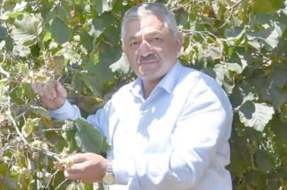 FINDIK FİYATLARI ÇÖKTÜ!