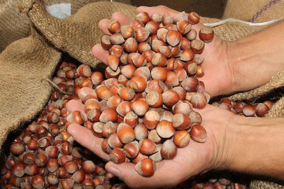 FINDIK FİYATLARI ÇAKILDI