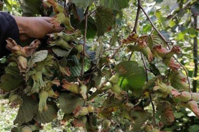 “FINDIĞI BIRAK, GİT DANALARINA BAK”