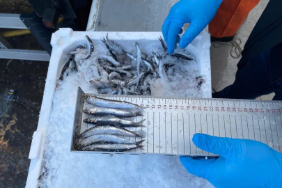 478 TON HAMSİYE SIKI DENETİM!