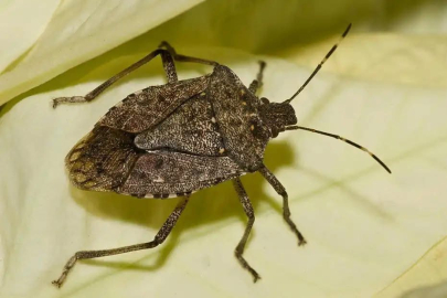 “KOKARCANIN TAMAMEN YOK OLMASI İMKANSIZ”