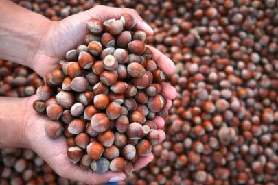 FINDIK YENİDEN YÜKSELİŞE GEÇTİ 