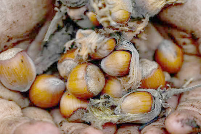 FINDIKTA FİYAT MAKASI AÇILDI