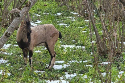 YABAN KEÇİSİ FINDIK BAHÇESİNE İNDİ!