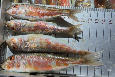 ORDU’DA SU ÜRÜNLERİNE GECE DENETİMİ!