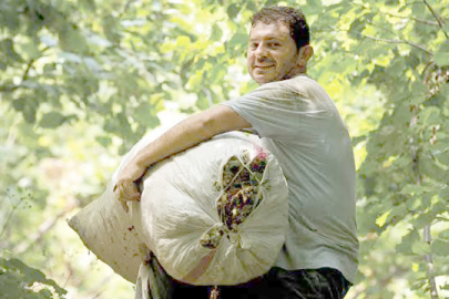 FINDIKTA OKLAR OCAK SONUNA ÇEVRİLDİ