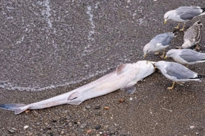 KÖPEK BALIĞI KIYIYA VURDU!