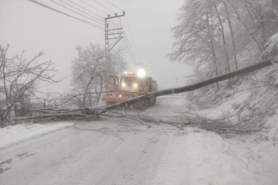 DEVRİLEN AĞAÇ YOLU KAPATTI!