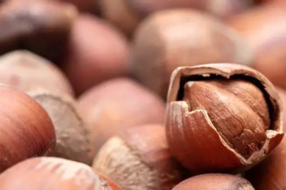 FINDIKTA OYUN BÜYÜK!