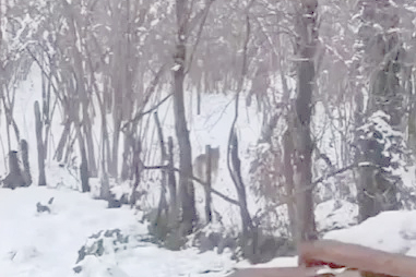 KURTLAR MAHALLEYE İNDİ