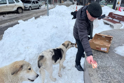 SOKAK HAYVANLARINA HAYAT DESTEĞİ