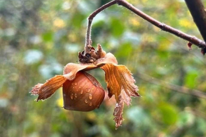 FINDIKTA KRİTİK UYARI!