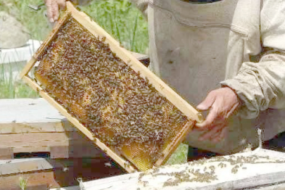 ORDU BALDA ZİRVEDE!