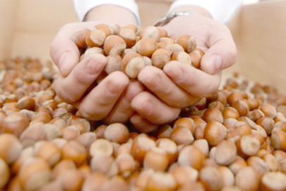 FINDIKTA ALIM GÜCÜ ÇÖKTÜ!