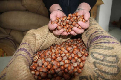 FINDIKTA SERT DÜŞÜŞ!