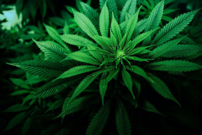 KENEVİR ÜRETİMİNE İZİN ÇIKTI