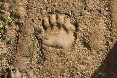 ORDU’DA 2 YETİŞKİN VE 1 YAVRU AYI GÖRÜLDÜ