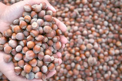 FINDIK ÇAKILDI: 220 TL