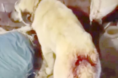 KÖPEKLERE BALTALI SALDIRI!