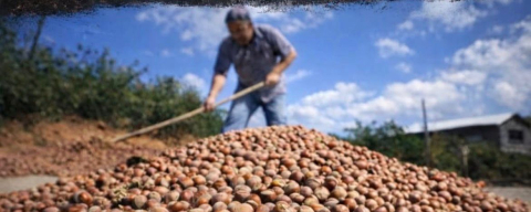 “FINDIKTA SOYGUN VAR!”