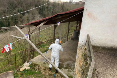 FATSA’DA KOKARCAYA KARŞI SAVAŞ SÜRÜYOR!