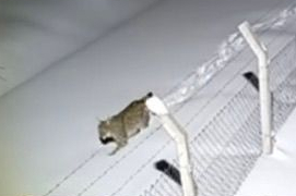 VAŞAK BİR YIL SONRA YİNE AYNI YERDE GÖRÜLDÜ