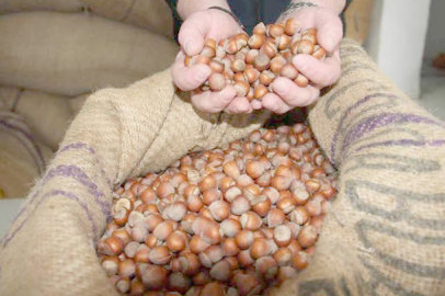 “TMO 320 TL DERSE FINDIK 400’Ü GÖRÜR!”