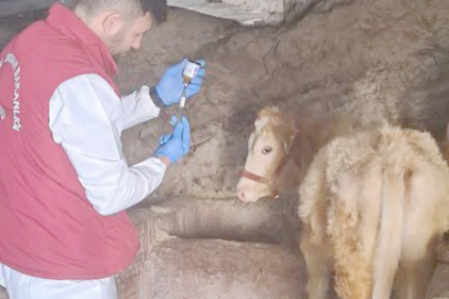 ORDU’DA 19 İLÇEDE  ŞAP VE KÜPE MESAİSİ