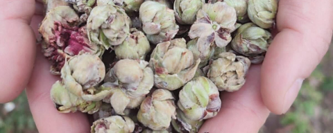 FINDIK ÜRETİCİLERİNE MART UYARISI!