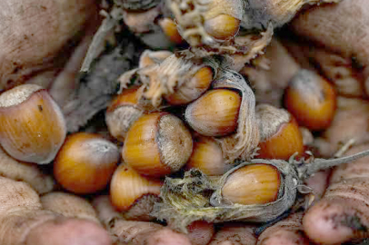 PİYASAYA REKOLTE AYARI!