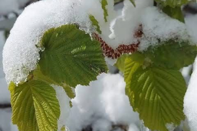 “KARIN ALTINDAKİ FINDIĞI MI SAYDINIZ?”