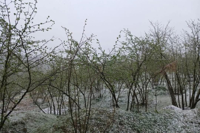 REKOLTE KAVGASI BAŞLADI!