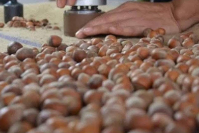 FINDIKTA SABIR TAŞTI!