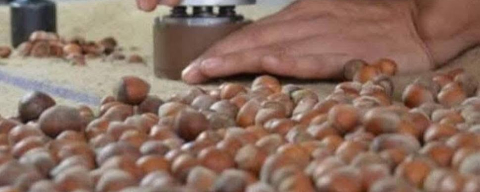 FINDIKTA SABIR TAŞTI!