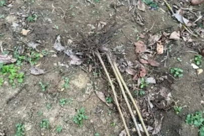 FINDIK OCAKLARINI SÖKÜP, KIRDILAR!