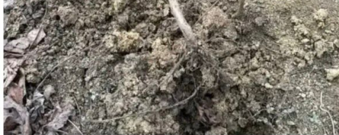 FINDIK OCAKLARINI SÖKÜP, KIRDILAR!