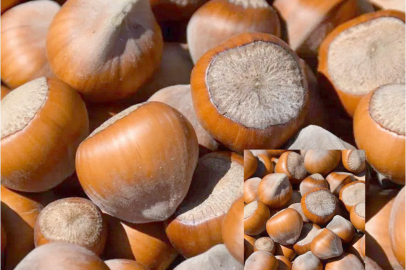 “FINDIK NEDEN DÜŞÜYOR?”