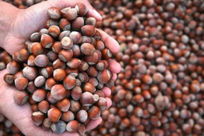 “FINDIKTA OYUN BÜYÜK!”