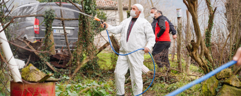 FATSA’DA KOKARCA MÜCADELESİ  